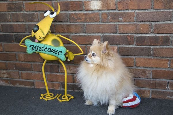 A fluffy beige and tan Pomeranian sitting next to a welcome sign shaped like a yellow cartoon dog
