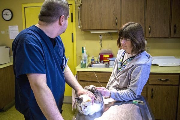 Two team members are petting a cat on and exam table wile they give it an IV. Team member on the left is a male in blue scrubs, team member on right is a female in floral scrubs and a sweater. The cat is brown, black and white