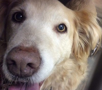 A happy golden retriever looking up at the camera