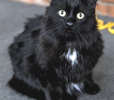 A fluffy black cat with a white spot on his tummy